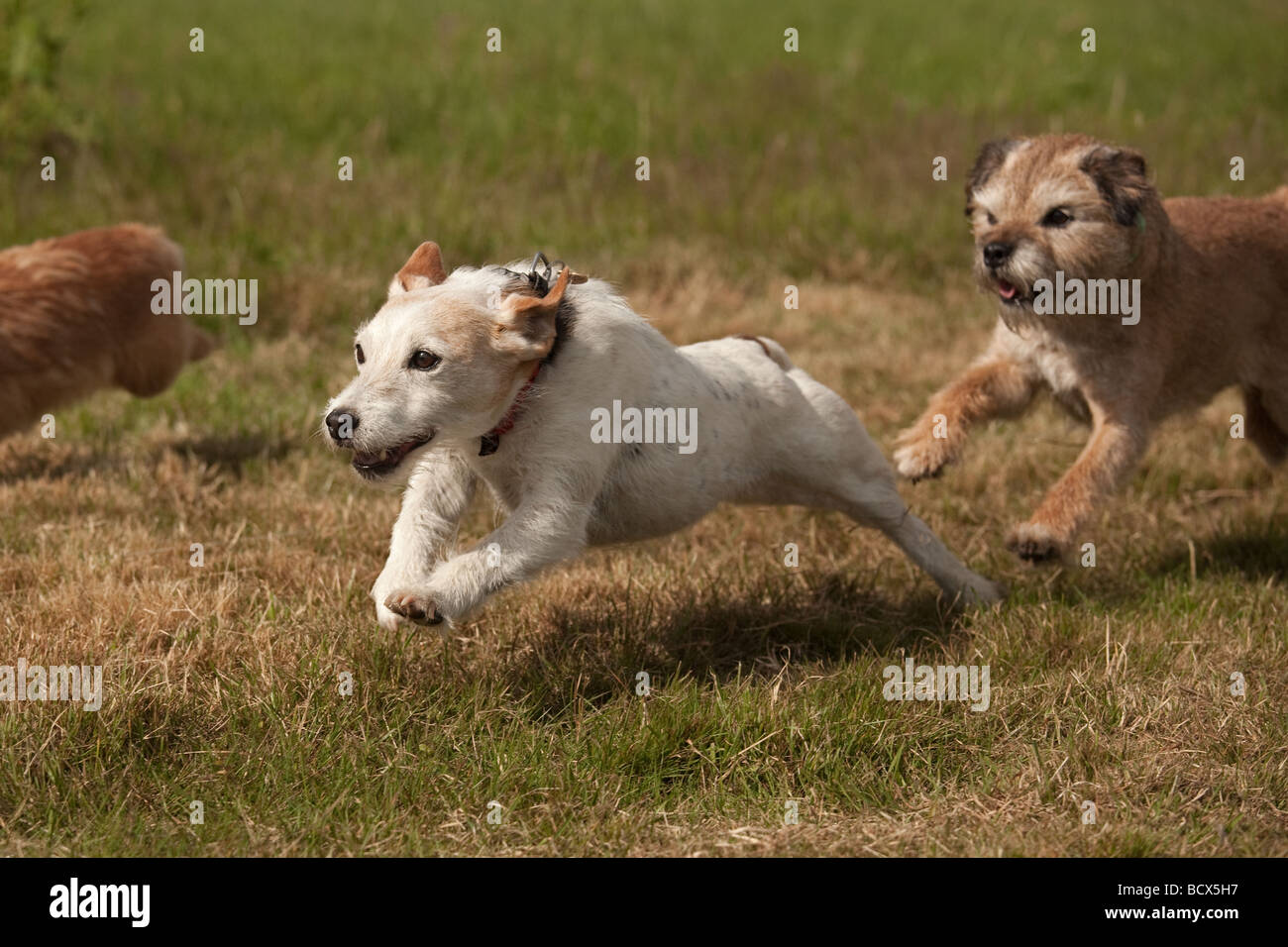 Jack Russell Terrier Racing at Dog Show Stock Photo