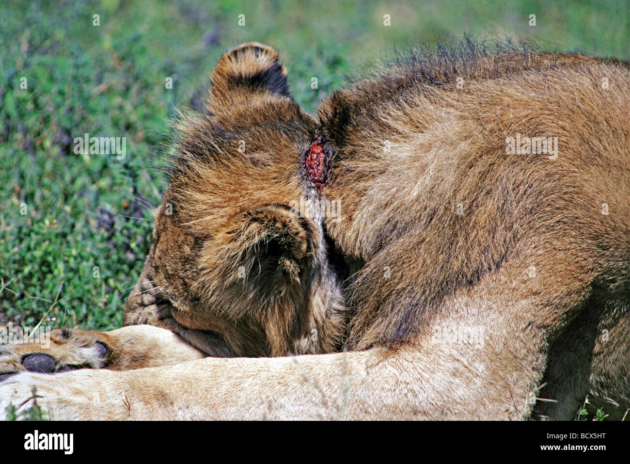 Young male Lion with wound made by wire snare round his neck Ngorongoro Crater Tanzania East Africa Stock Photo