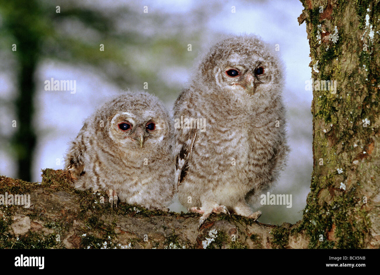 two young tawny owls / strix aluco Stock Photo