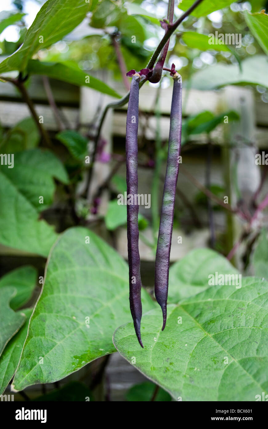 French Beans Plant Stock Photos & French Beans Plant Stock Images Alamy
