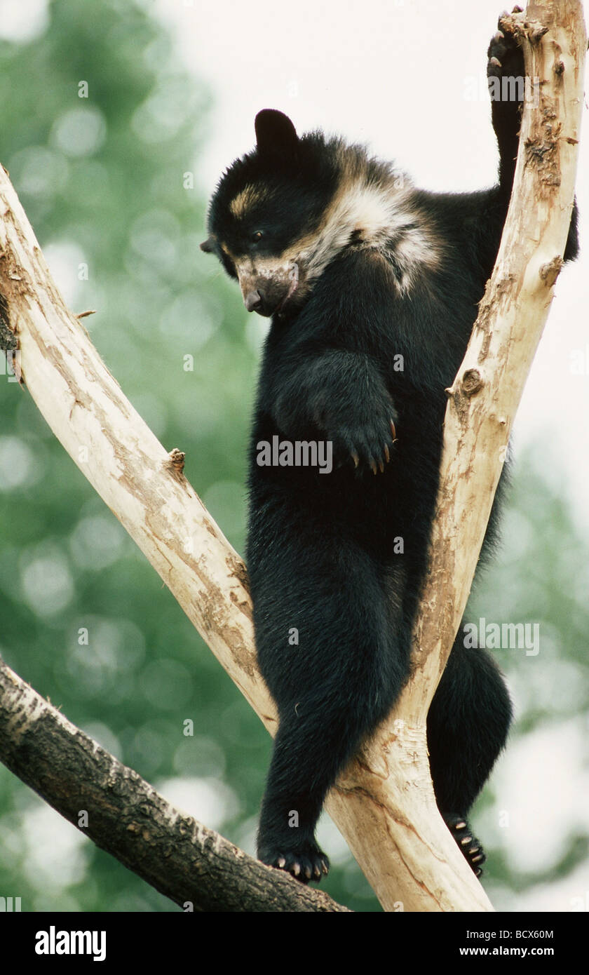 ursus thibetanus / Asiatic black bear / Hymalayan bear / Tibetan bear Stock Photo