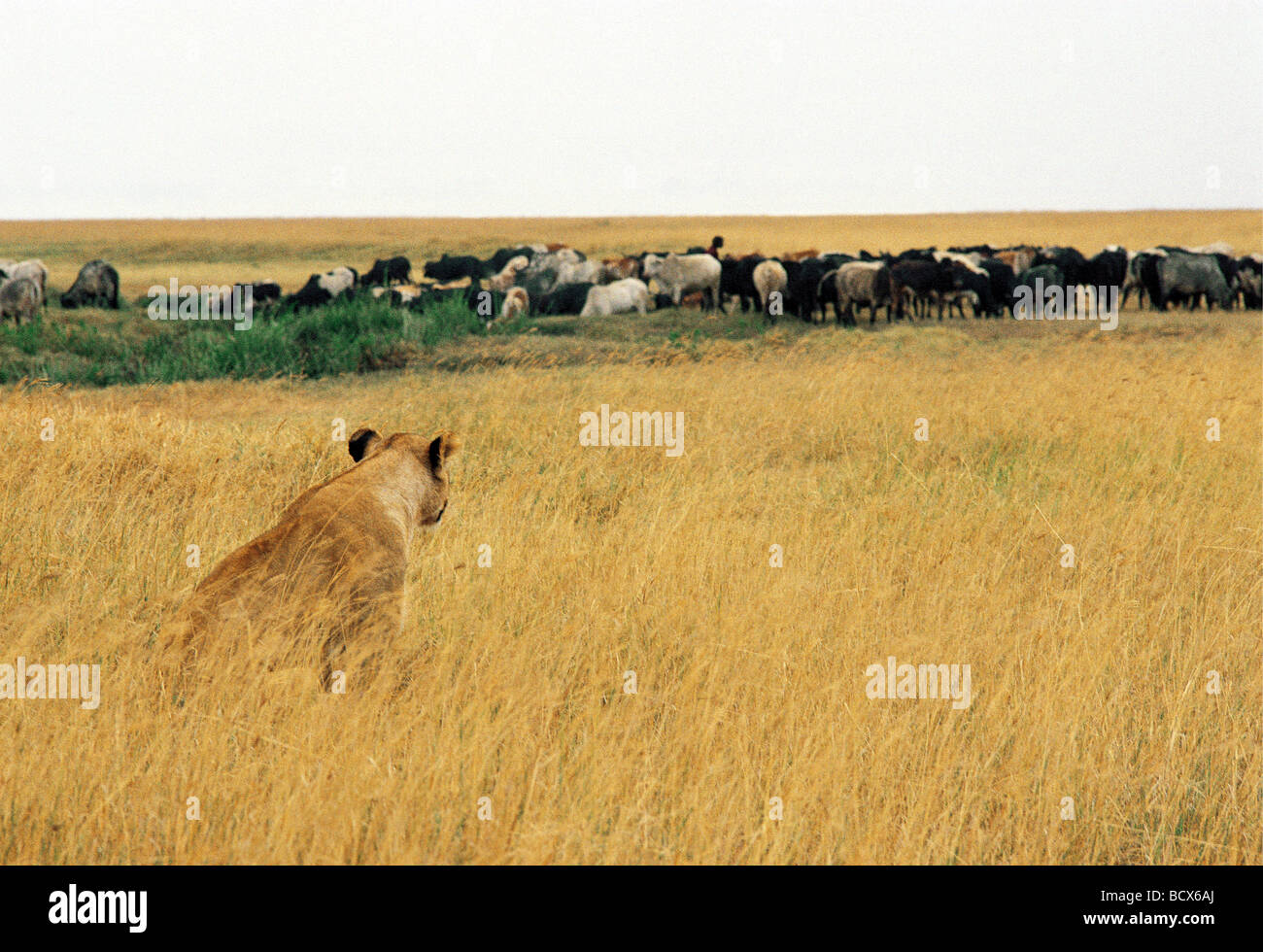 Lioness in long grass slinks away from herd of Maasai cattle after spotting Maasai man Ngorongoro Crater Tanzania East Africa Stock Photo