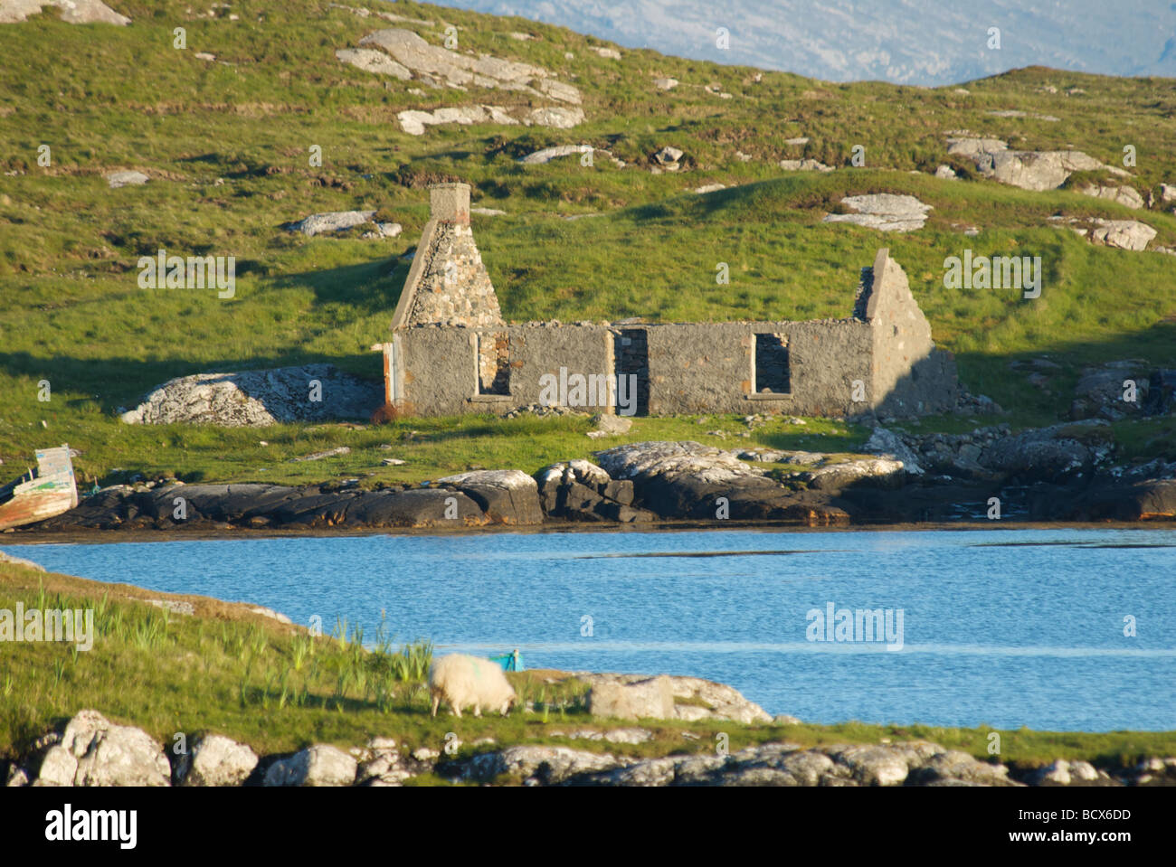 a roofless derelict cottage overlooking loch a siar North Harris Outer Hebrides with a sheep in the foreground Stock Photo