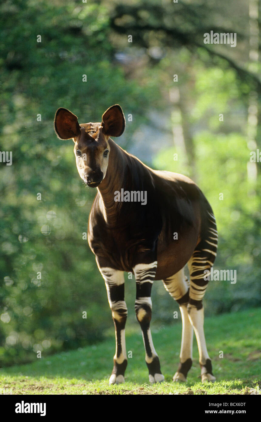 Okapi okapia johnstoni adult captive hi-res stock photography and ...