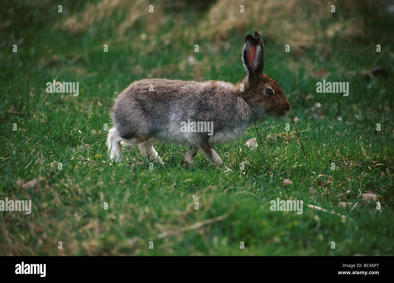 lepus timidus / blue hare , mountain hare Stock Photo