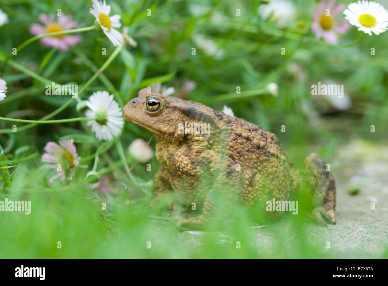 Common toad, Bufo bufo, in garden on grass under daisies, daylight, Sussex, UK. Stock Photo