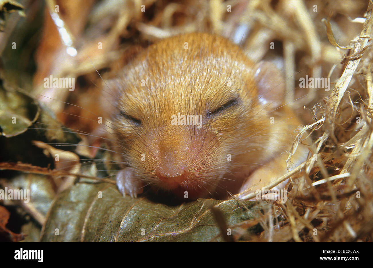 muscaridinus avellanarius / young common dormouse / hazel mouse Stock Photo