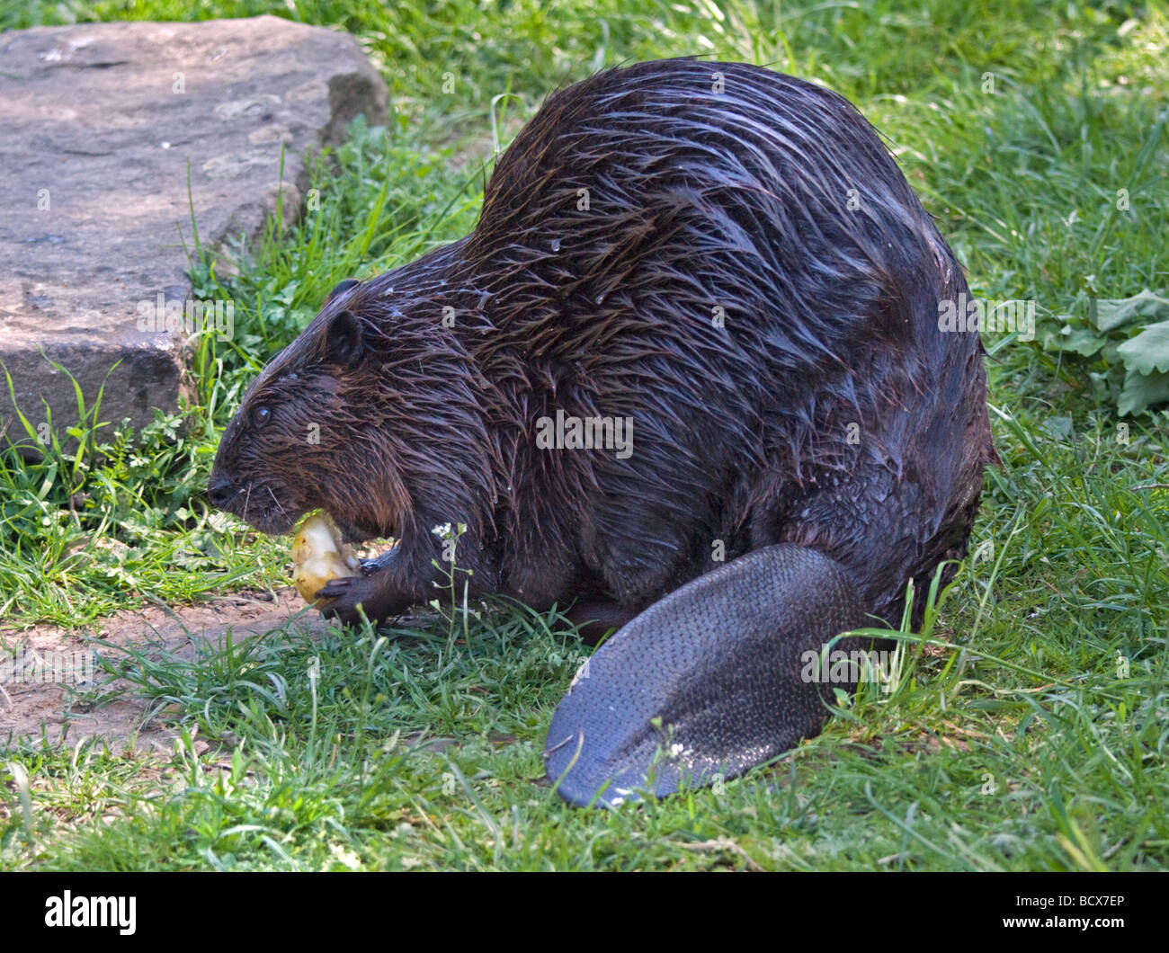 Beavers hires stock photography and images Alamy