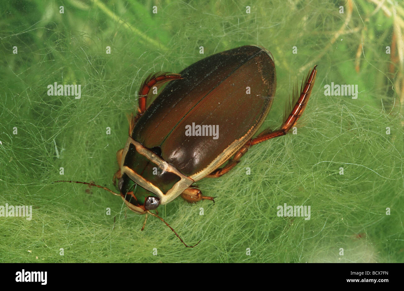 Great Diving Beetle (Dytiscus marginalis) on a leaf Stock Photo
