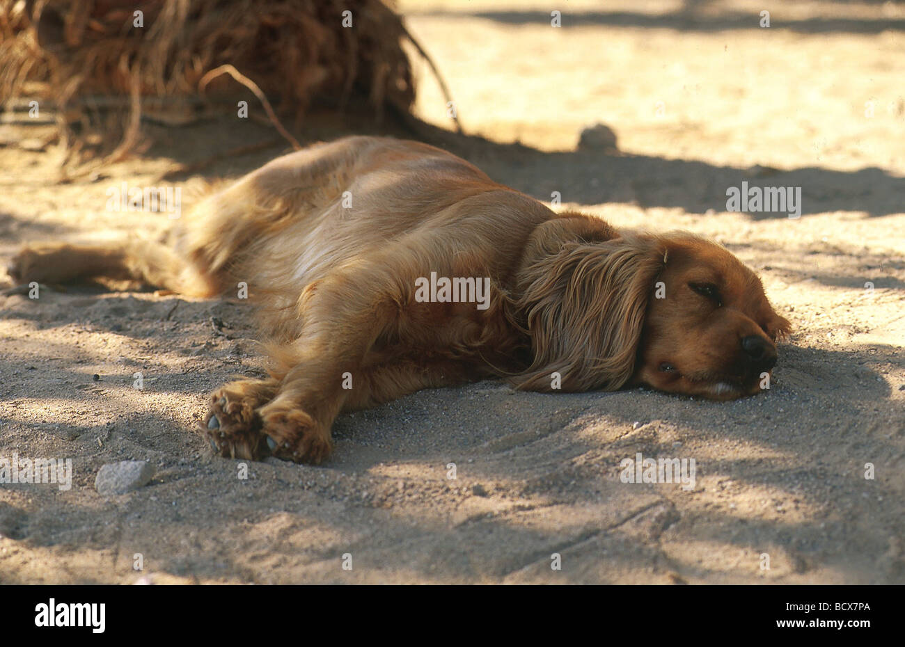 Nodding dog and dogs hires stock photography and images Alamy