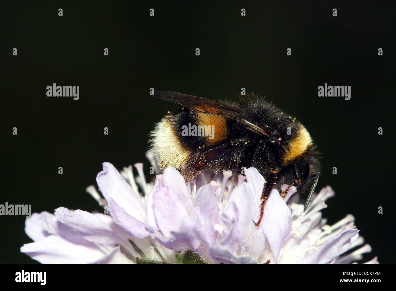 Bombus terrestris or Buff Tailed Bee Family Apidae with individual pollen grains available feeding on Field Scabious Stock Photo