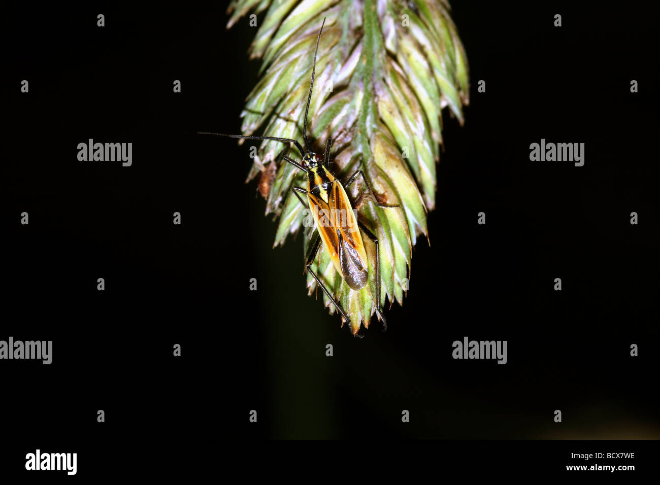 Leptopterna dolabrata Family  Miridae a bug of graasland Length 8.0-8.5 mm Canon macro 1:1 Stock Photo