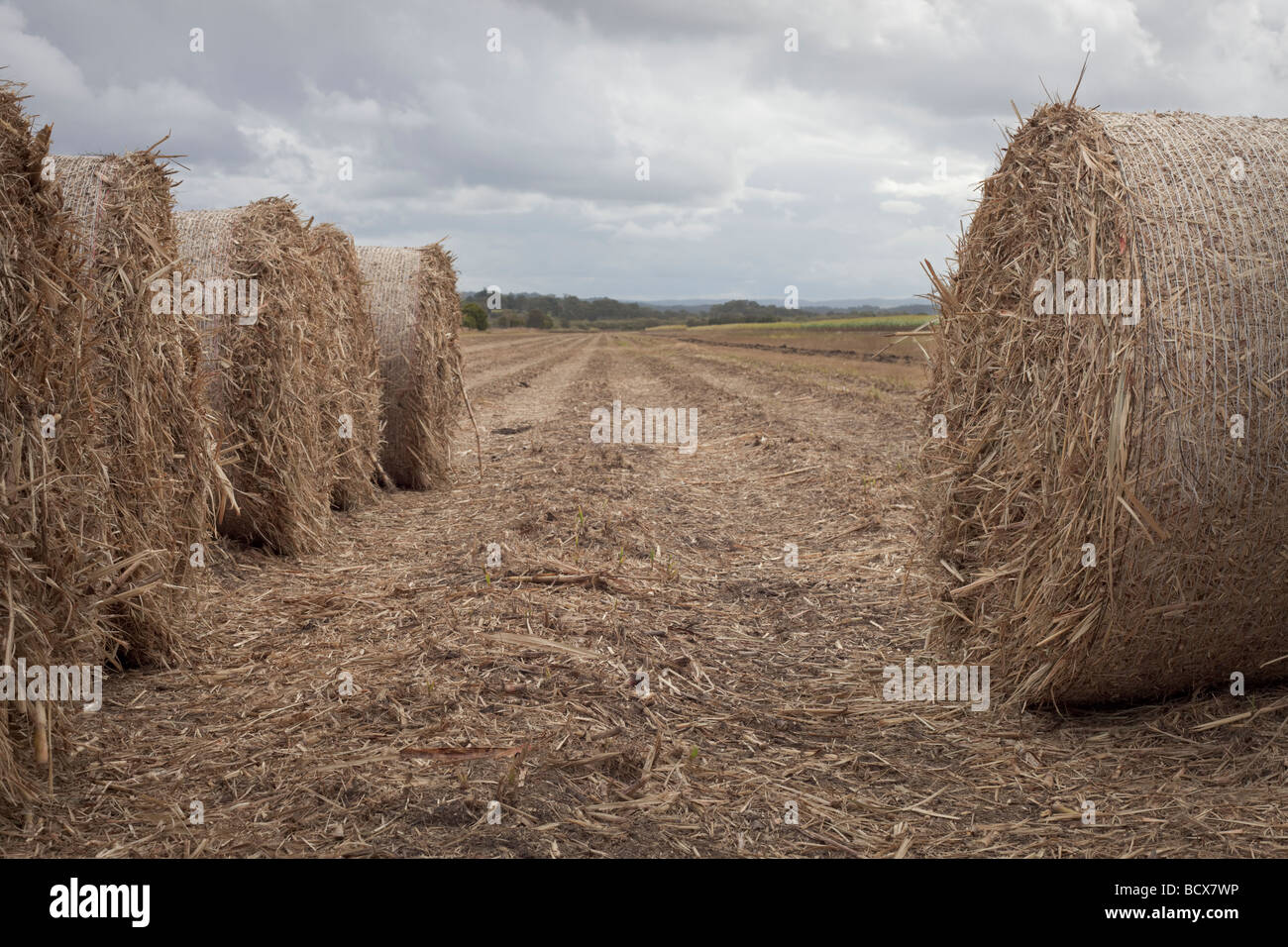 Hay bales on a sugar cane farm, Sunshine coast, Queensland, Australia
