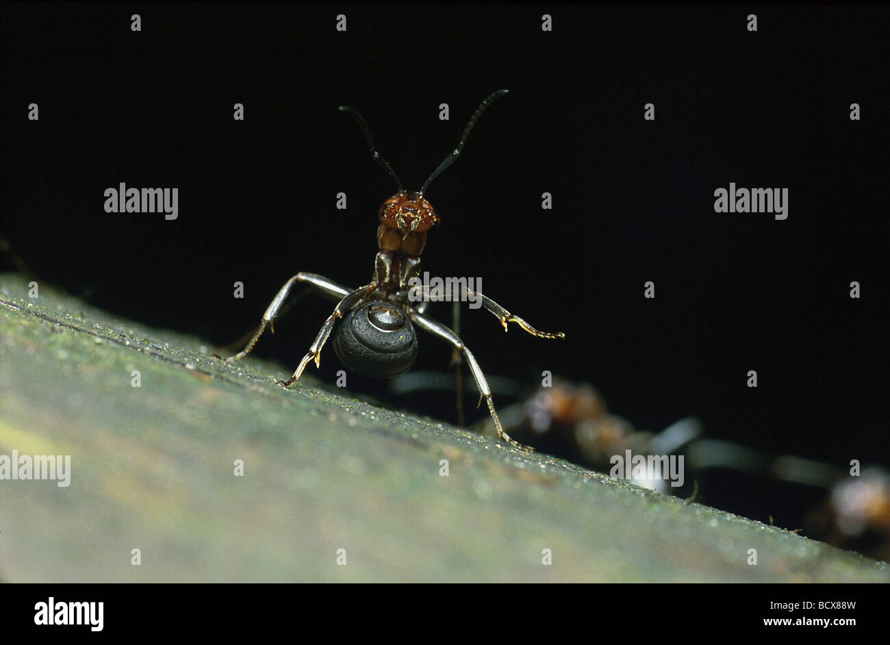 Formica rufa / Wood ant defense position Stock Photo Alamy