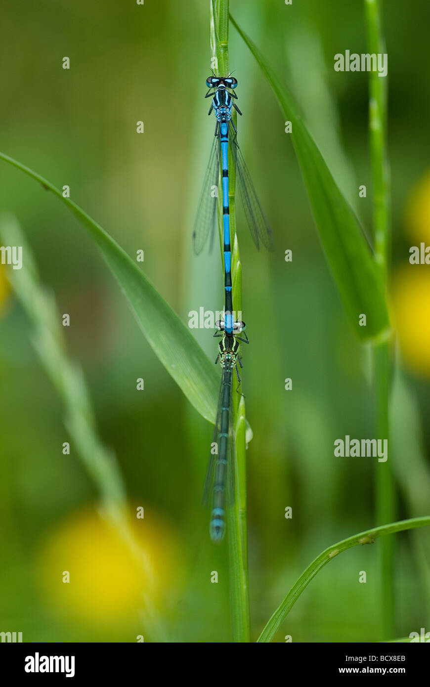 Blue damselflies mating on blade of grass Stock Photo