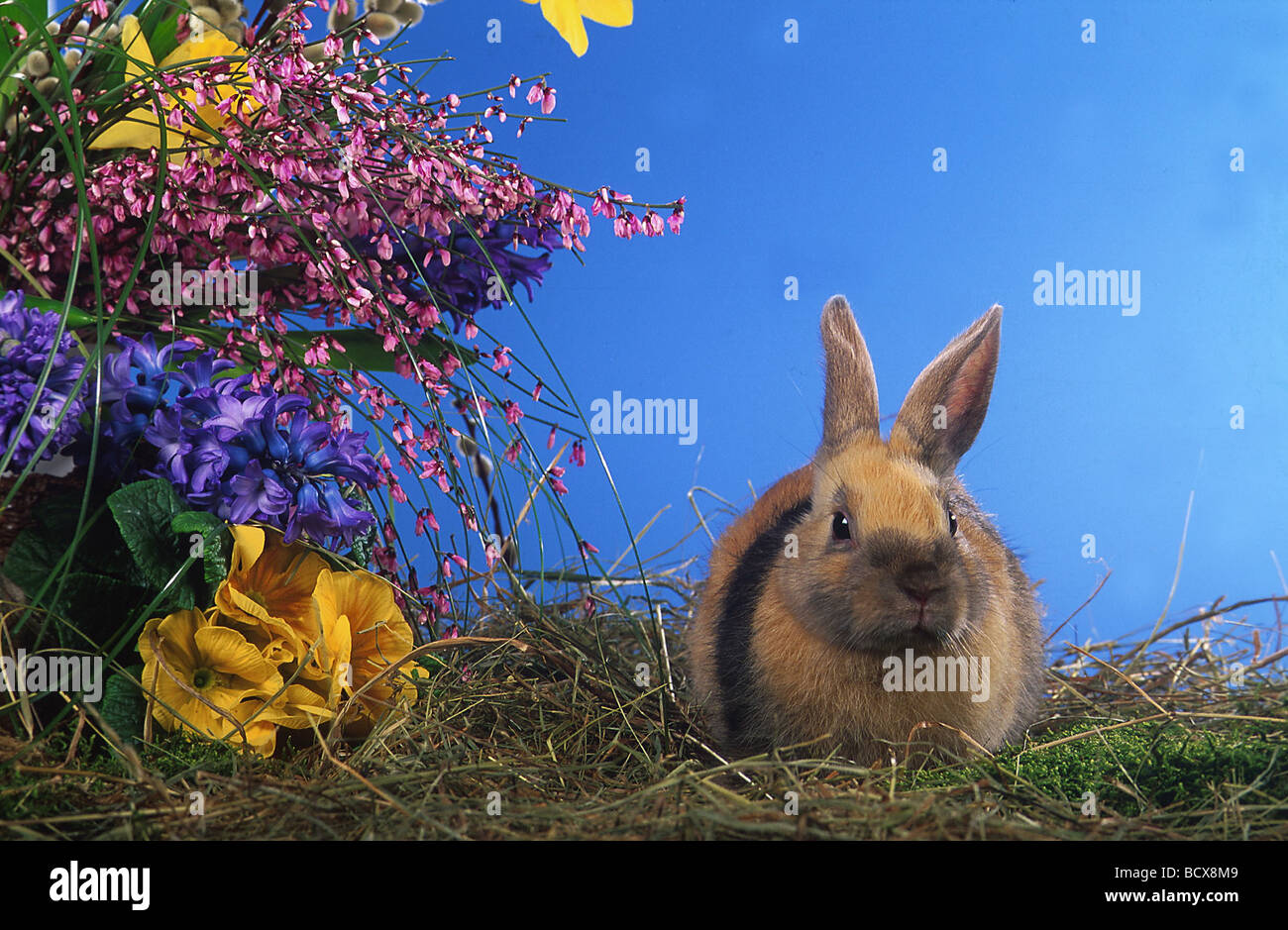 Springtide blooms hi-res stock photography and images - Alamy