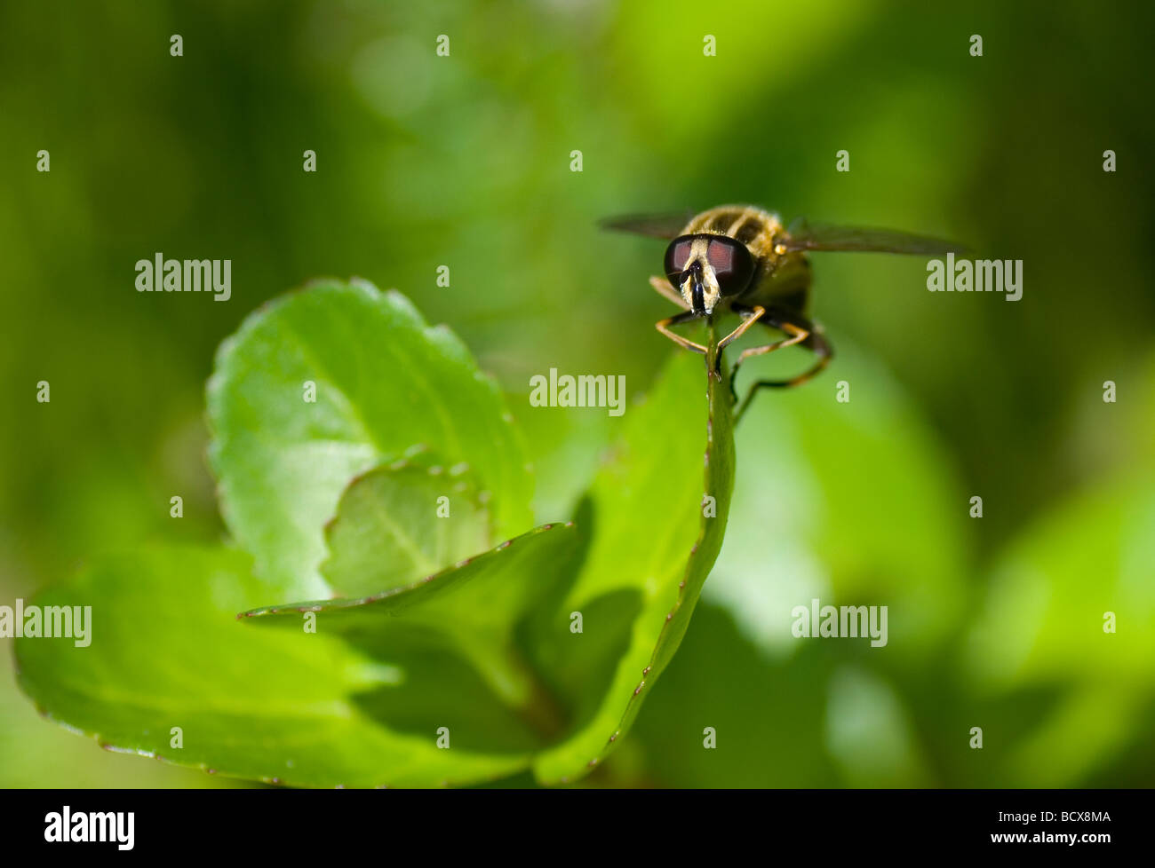 Hoverfly on Brooklime Stock Photo