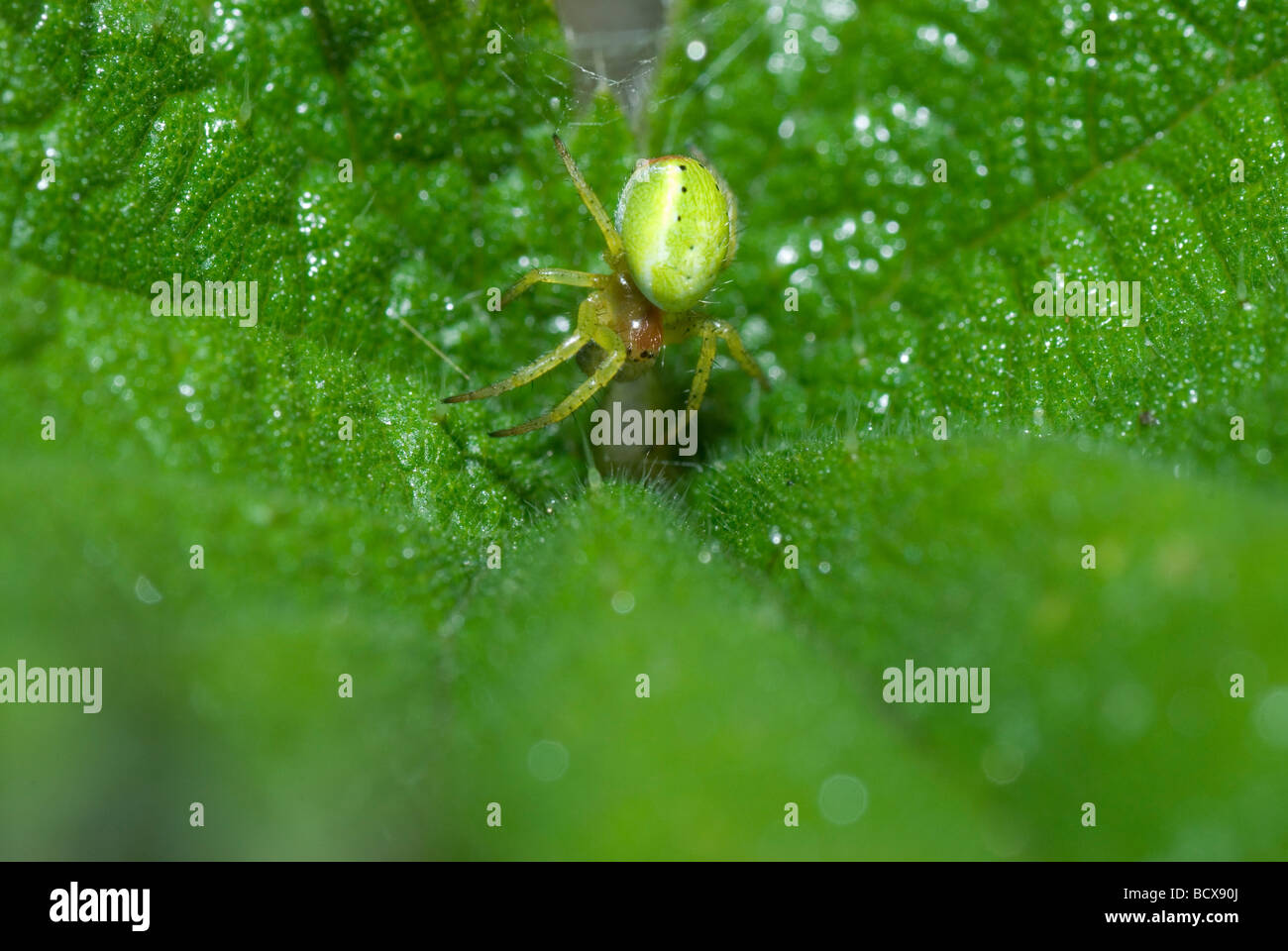 Tiny spider (Araniella curcurbitina) on nettle leaf Stock Photo