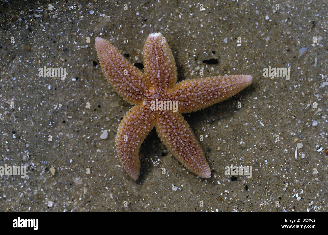 Northern Sea Star (Asterias vulgaris)