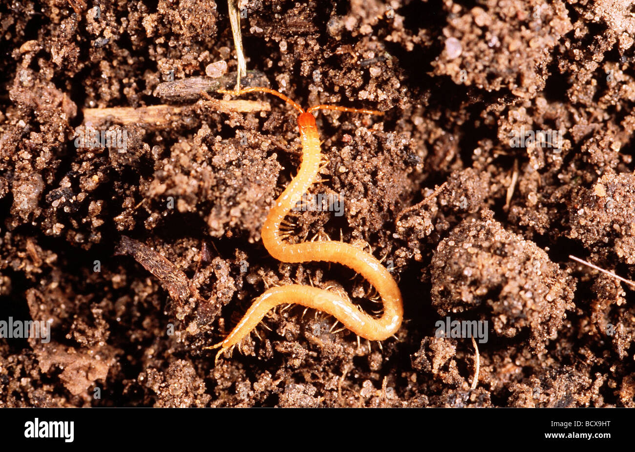 Chilopoda / centipedes , chilopodians Stock Photo