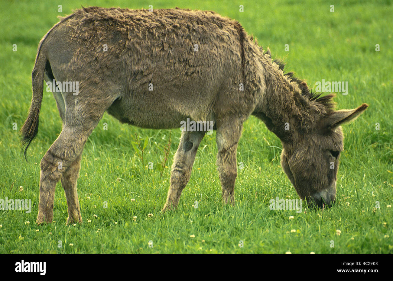 Donkey grazes hi-res stock photography and images - Alamy