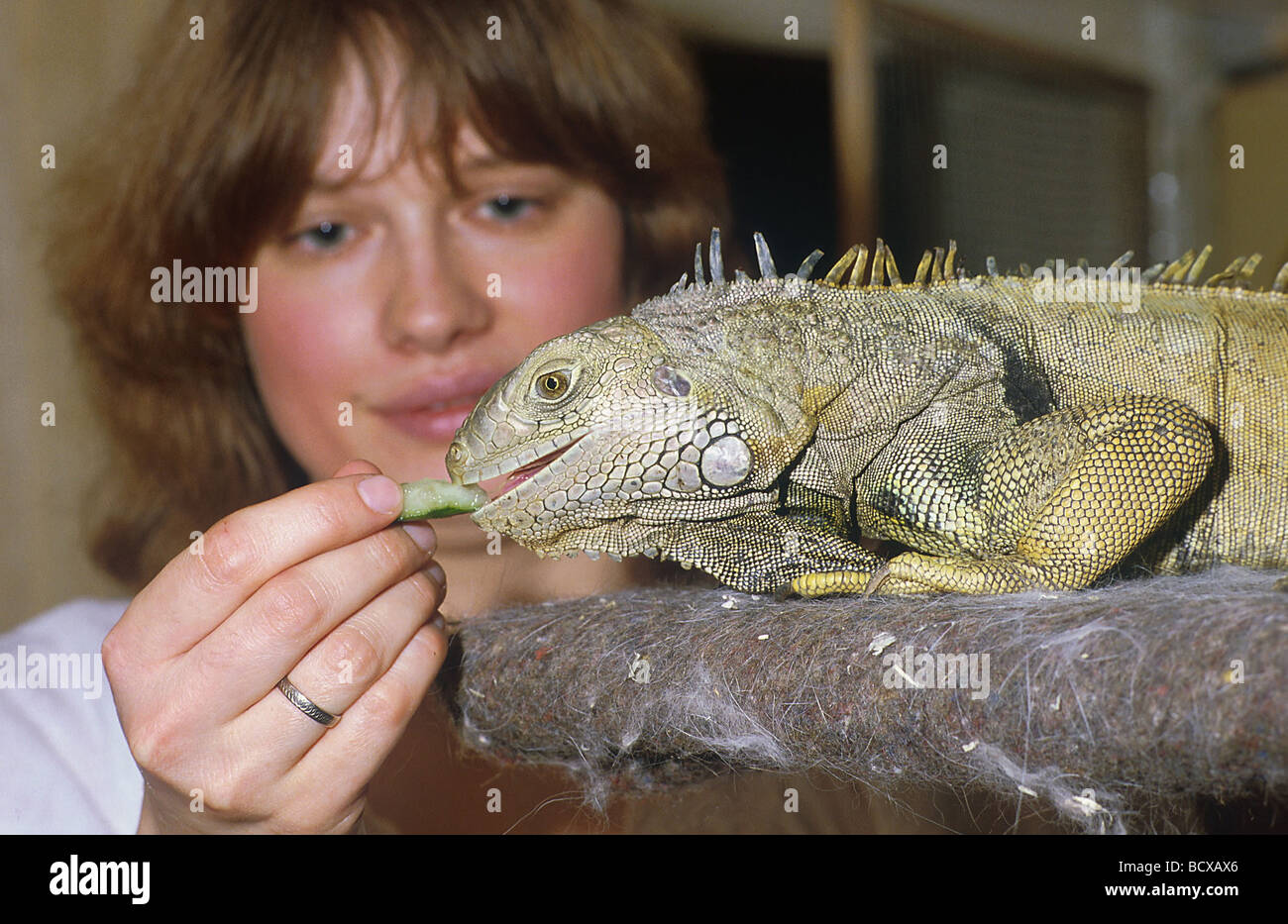 Picture Idea: Woman Feeding Green Iguana Common Iguana Iguana Iguana Stock Photo