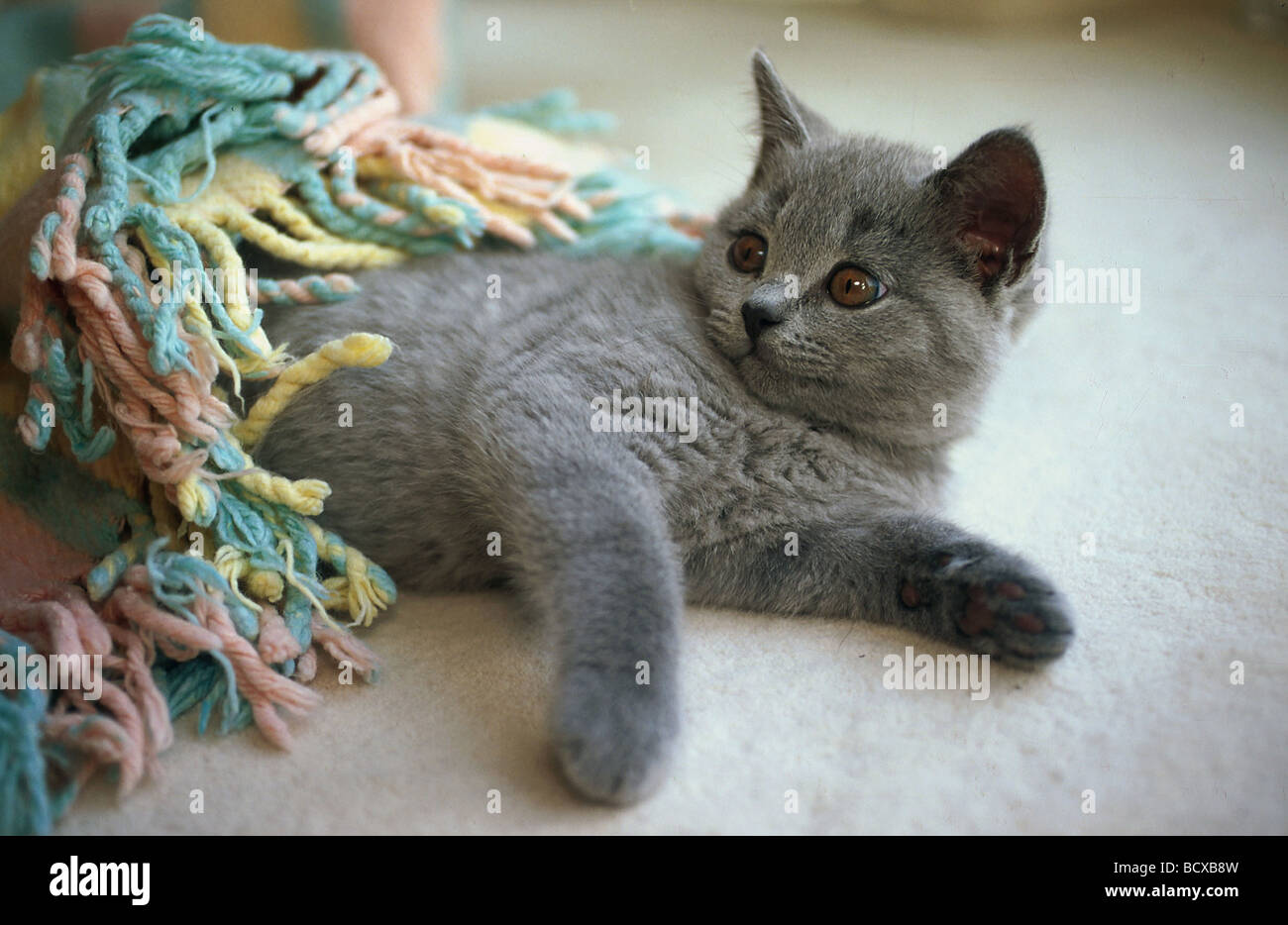 Carthusian cat. Kitten lying under a blanket Stock Photo