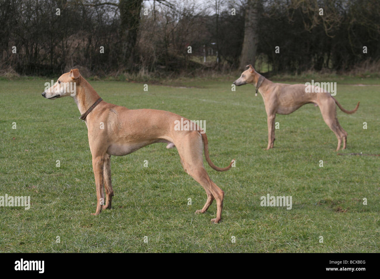 Two whippets in park in England, UK Stock Photo