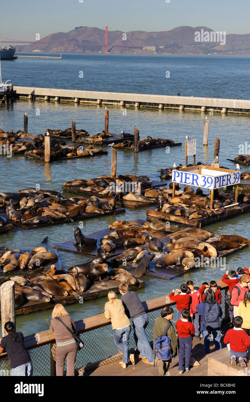 Usa California San Francisco Fisherman s Wharf Pier 39 Sea Lions