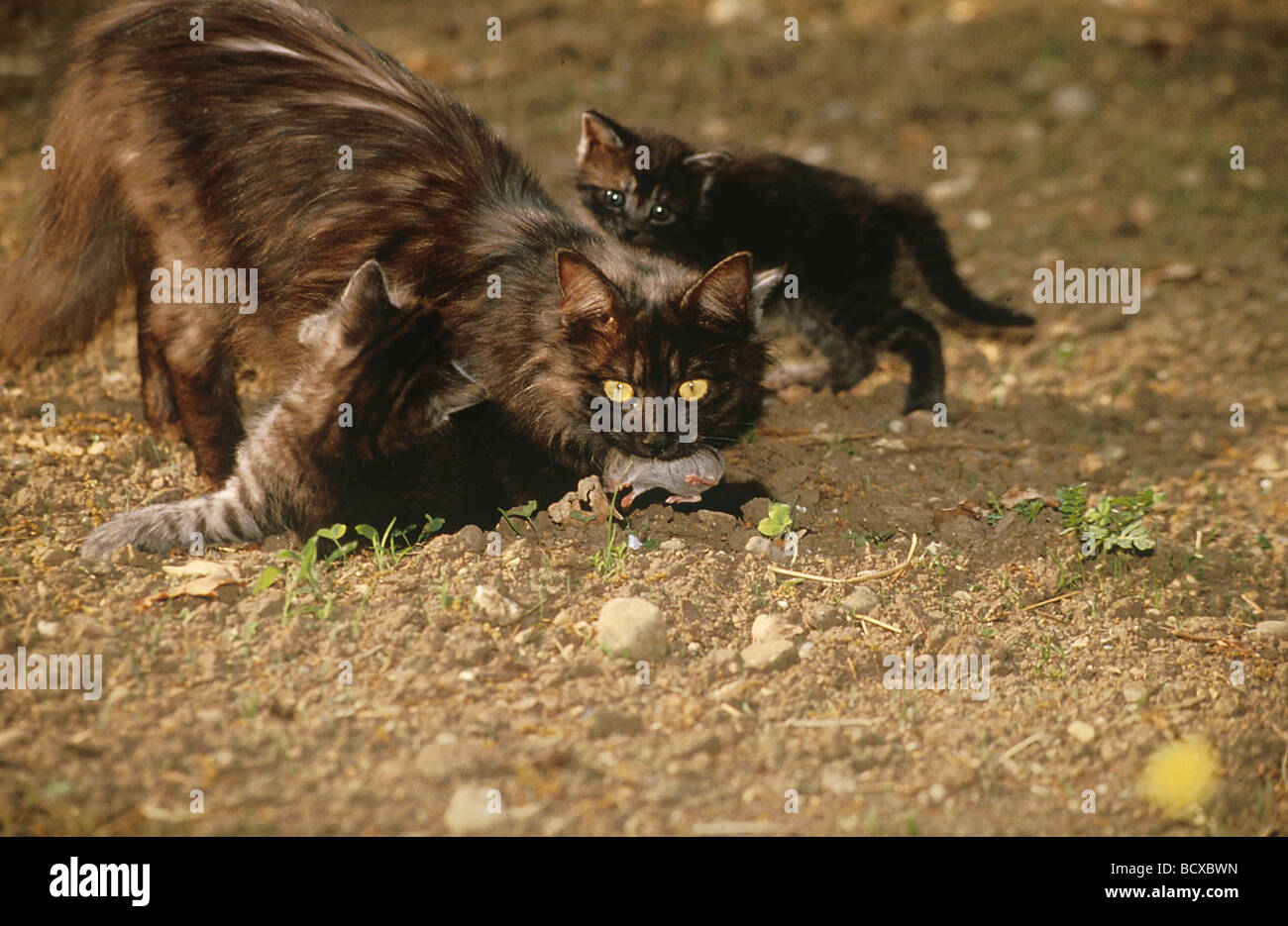 Domestic Cat Mother Teaching Kittens How To Catch Mice Stock Photo Alamy domestic-cat-mother-teaching-kittens-how-to-catch-mice-stock-photo-alamy
