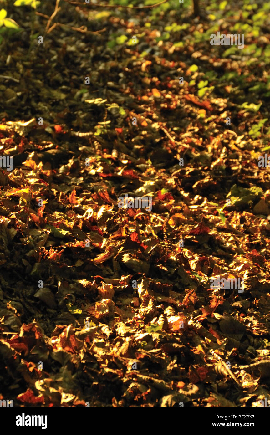 Autumn leaves on forest floor Stock Photo - Alamy