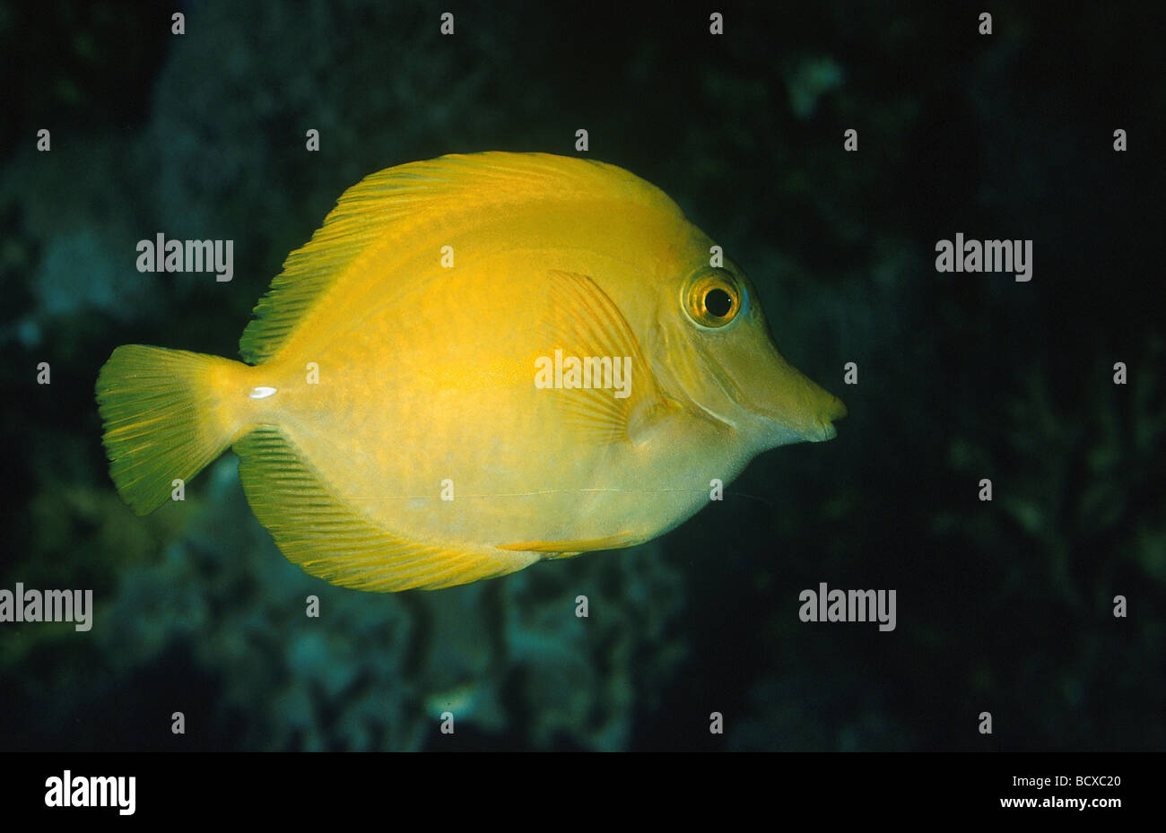 orangespot surgeonfish / Acanthurus olivaceus Stock Photo