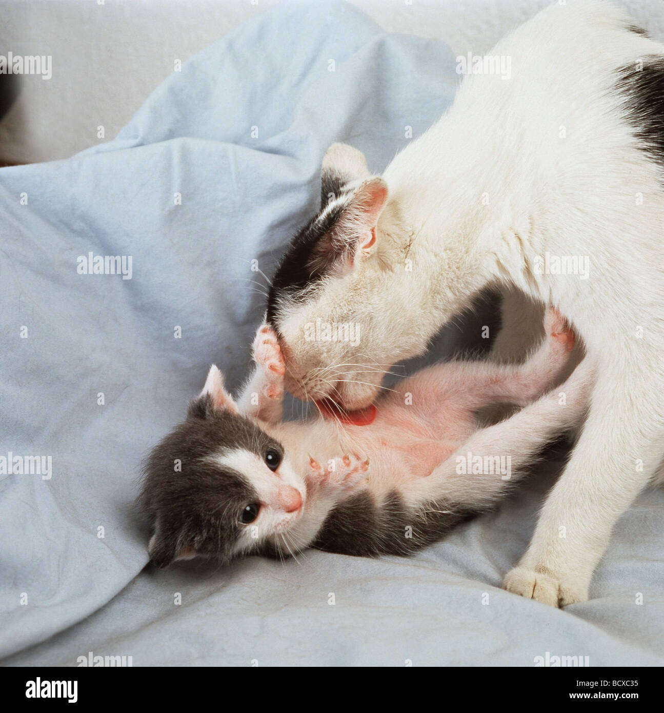 Katze putzt ihrem 6 Wochen alten Jungen den Bauch Stock Photo - Alamy