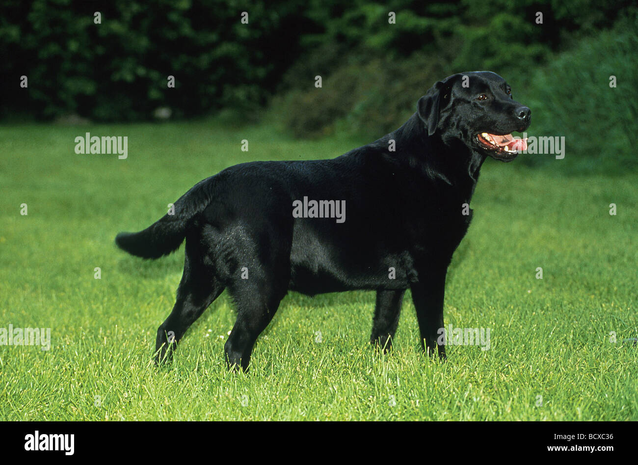 Labrador Retriever seitlich stehend auf Wiese Stock Photo