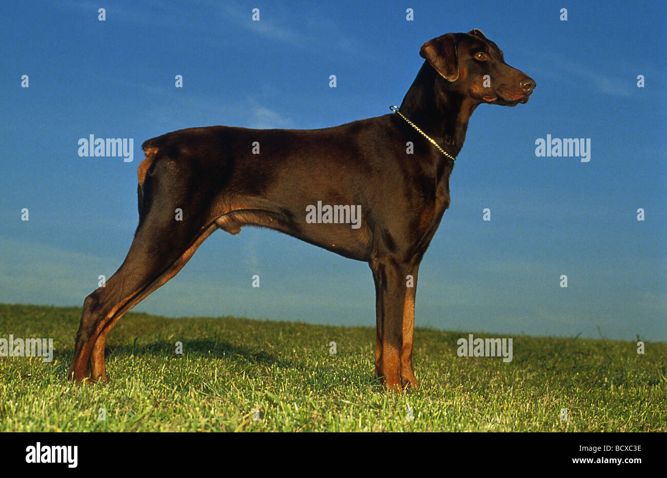 Dobermann - braun - seitlich stehend auf Wiese Stock Photo