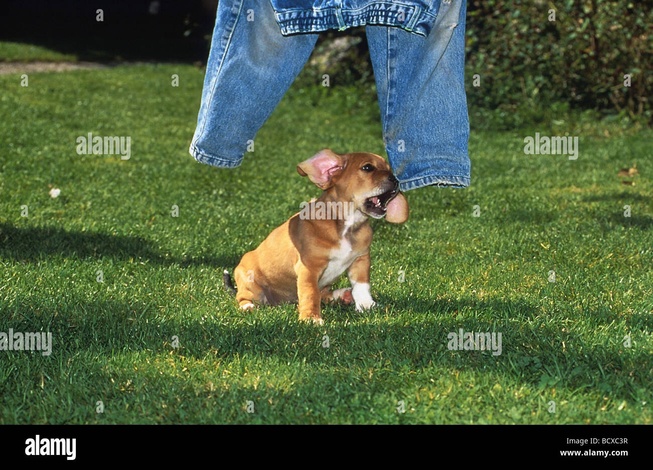 half breed dog puppy playing with jeans Stock Photo Alamy