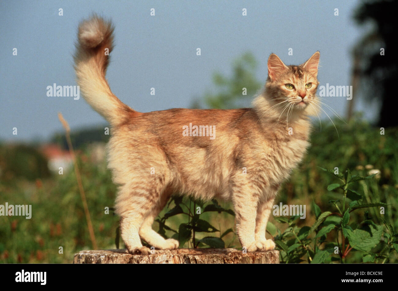Turkish Angora. Adult cat standing on a tree stump Stock Photo - Alamy