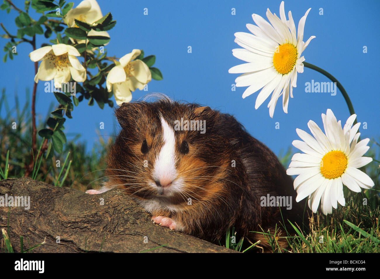 Meerschweinchen zwischen Blüten / guinea pigs between blossoms Stock Photo