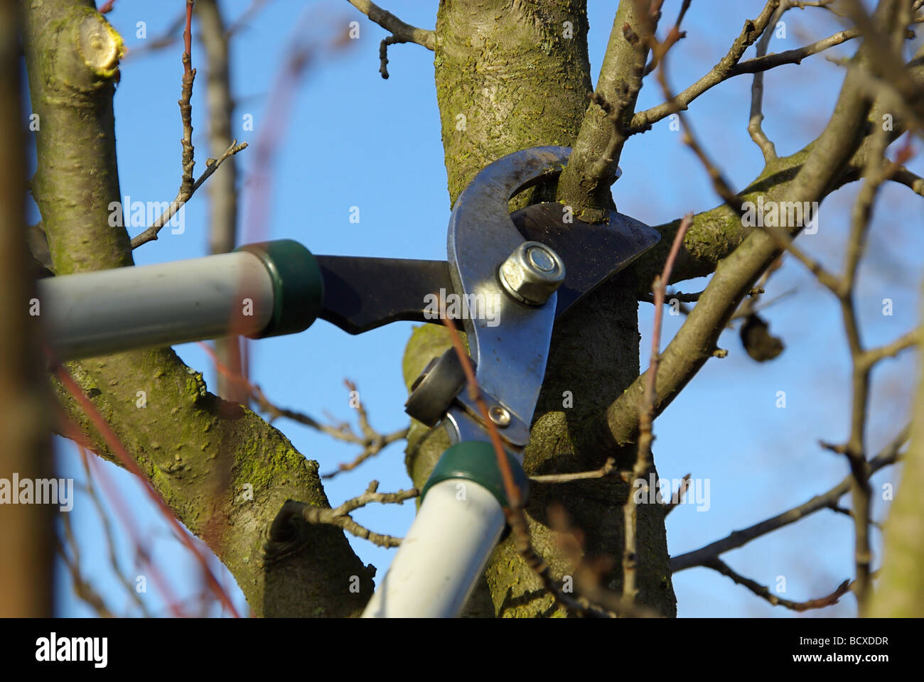 Baum verschneiden 13 Stock Photo