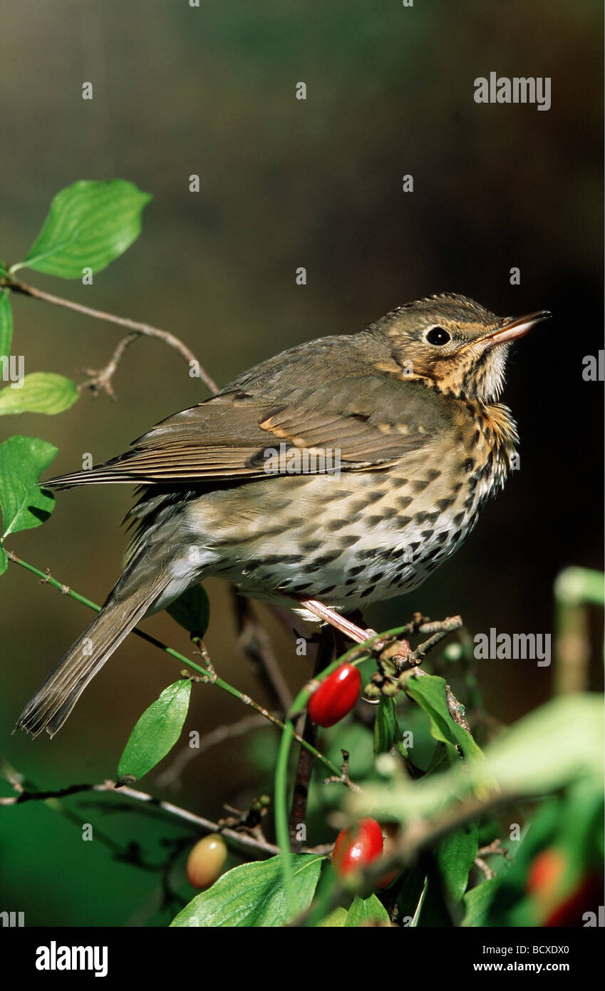 song trush on branch / Turdus philomelos Stock Photo