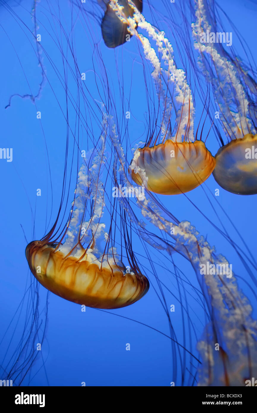 USA California Monterey Bay Acquarium Pacific Sea Nettle Jellyfish Chrysaora quinquecirrha Stock Photo