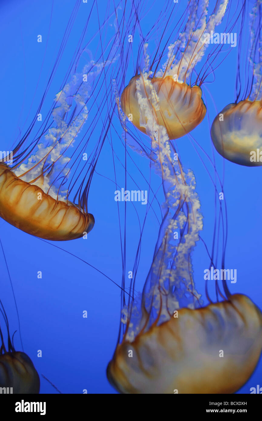 USA California Monterey Bay Acquarium Pacific Sea Nettle Jellyfish Chrysaora quinquecirrha Stock Photo