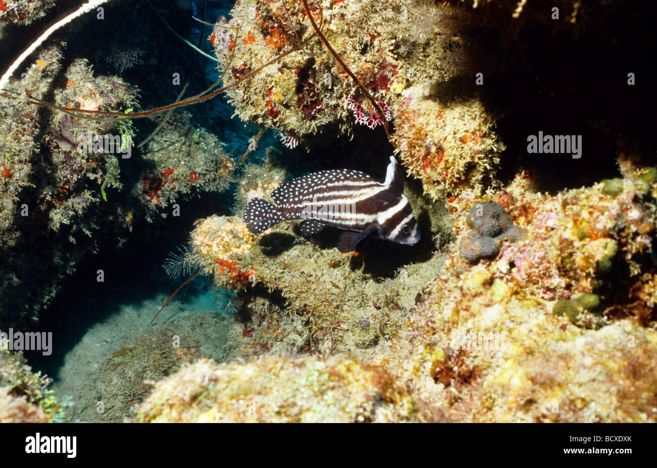 Amazing underwater marine life of Grenada, West Indies. Adult spotted drum, fish. Grenada underwater reef scene. Stock Photo
