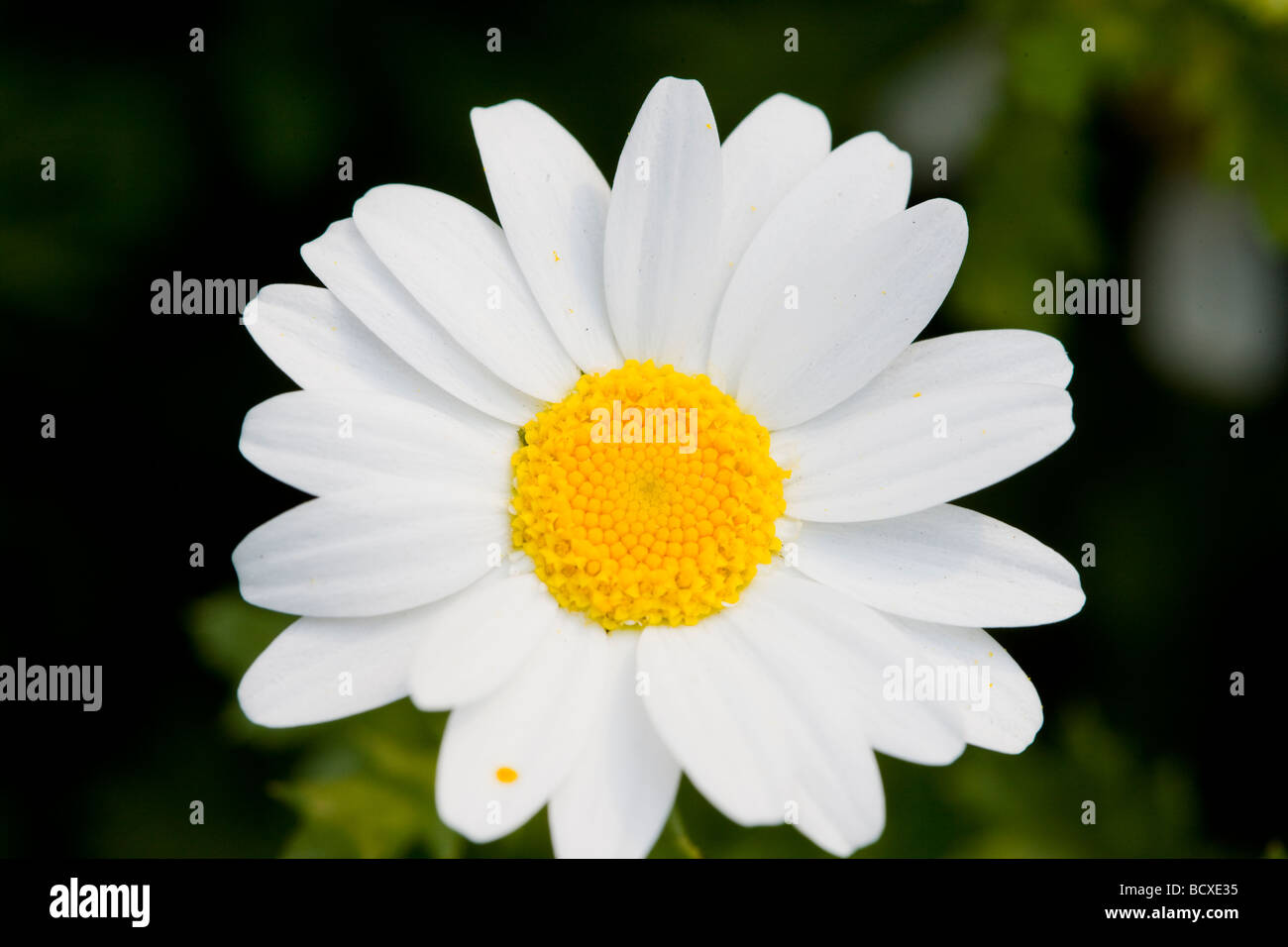 China beijing chrysanthemum hi-res stock photography and images - Alamy