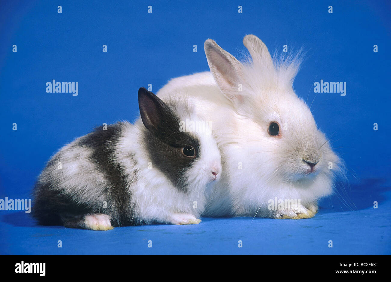 brachylagus idahoensis / pygmy rabbit Stock Photo