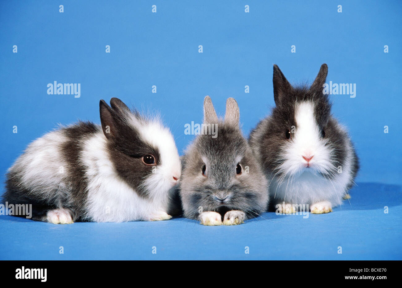Dwarf rabbit. Three Lionhead Dwarfs sitting next to each other. Studio
