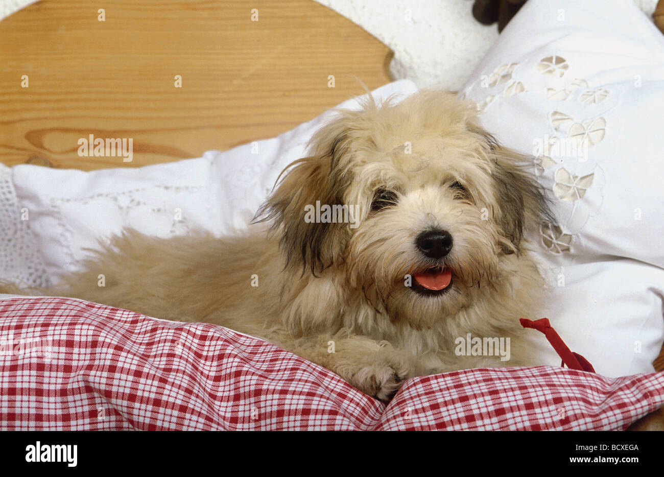 dog in bed sleeping Stock Photo - Alamy