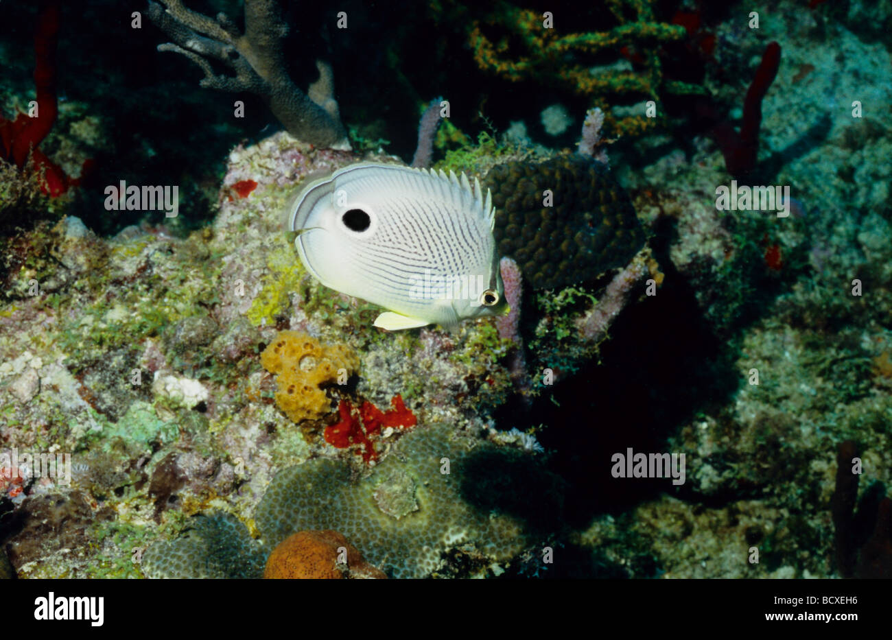 Amazing underwater marine life of Grenada, West Indies. Four eyed butterflyfish. Stock Photo