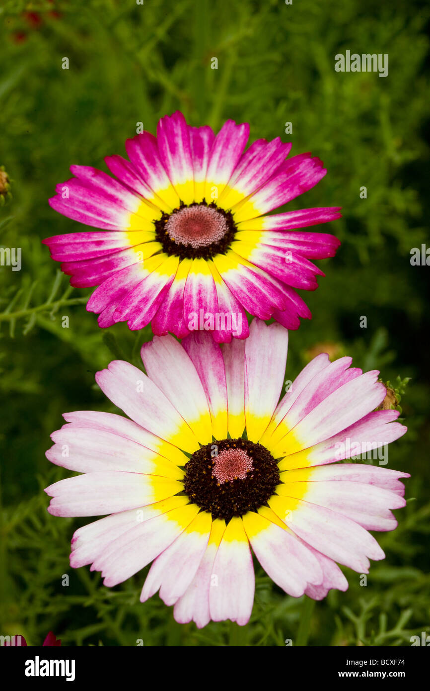 Chrysanthemum Stock Photo
