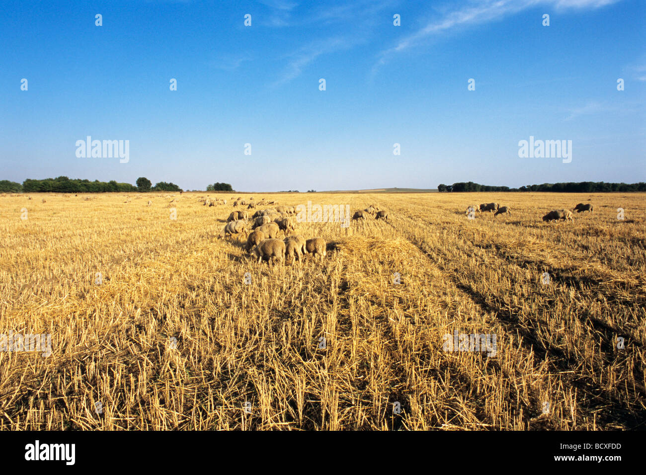 animals eating on grain field with blue sky in background Stock Photo